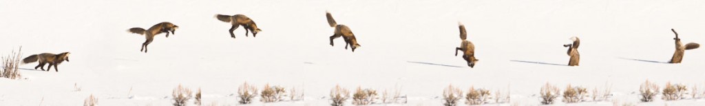 Yellowstone Photo Tours