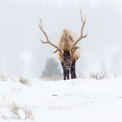 Elk