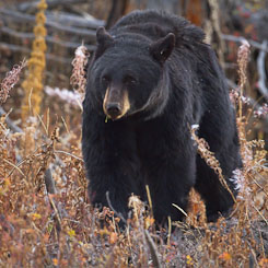 Black Bears