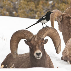 Bighorn Sheep