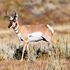 Pronghorns