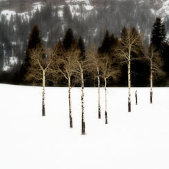 Landscapes