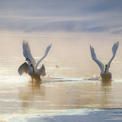Swans