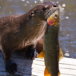 Otters