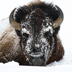 Bison