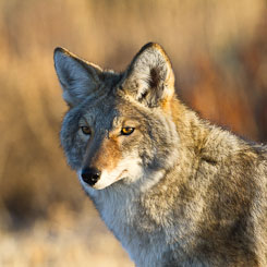 Coyotes