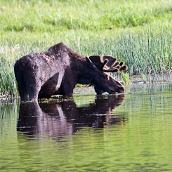 Moose