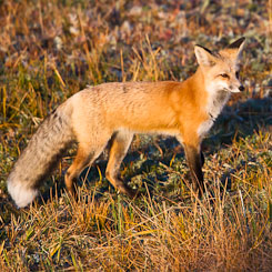 Foxes