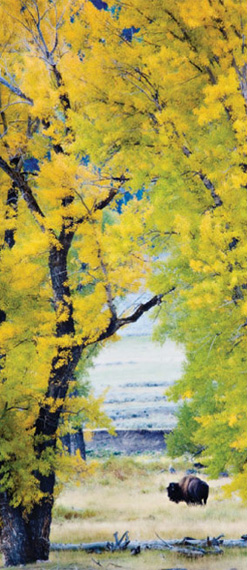 Yellowstone