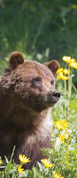 Wildlife