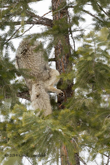 Coyote Climbs Tree and Steals Bobcat's Duck! | Cindy Goeddel