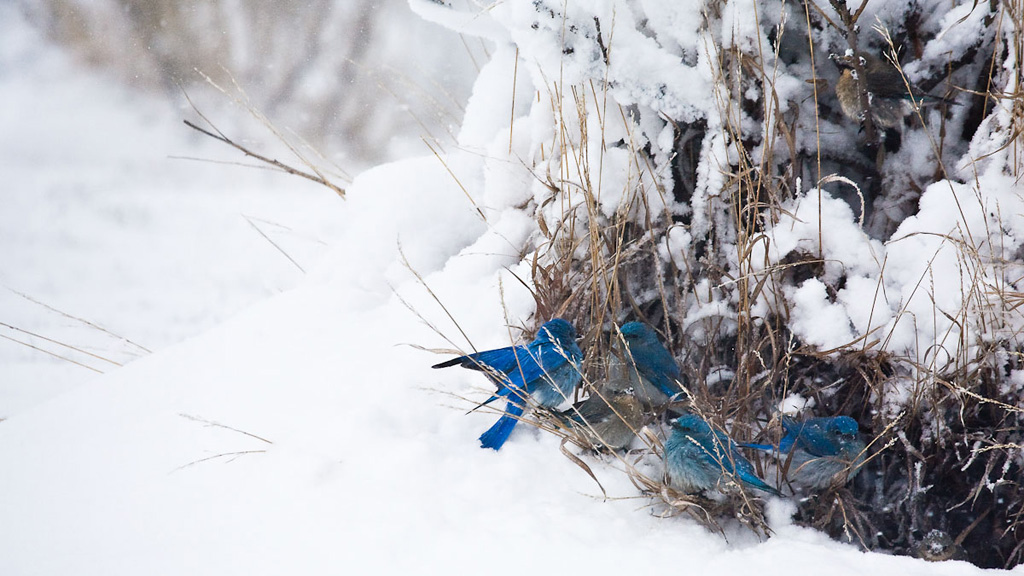 Bluebirds in a Yellowstone snowstorm