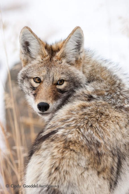 Coyote Portrait