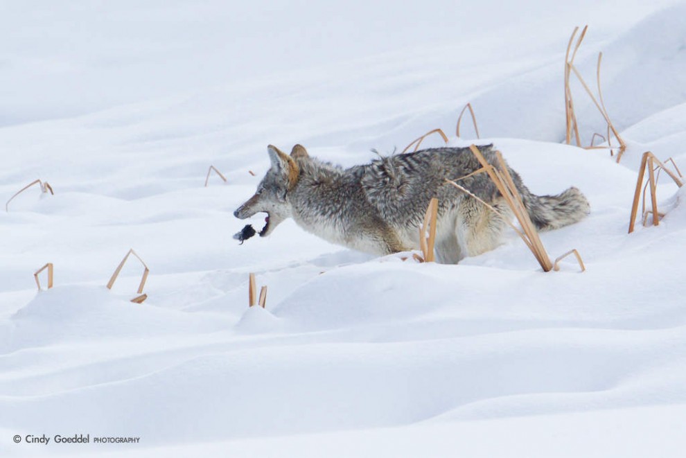 Coyote Catching Prey