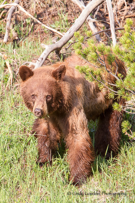 Cinnamon black bear wet legs spring. | Geoddel Photography | Cindy Goeddel Photography, LLC