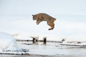 bobcat