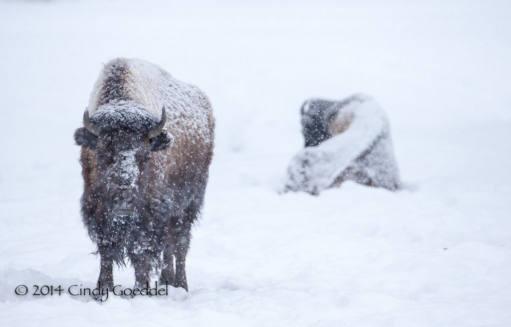 Bison, Fog, Snow, Hayden Valley, Yellowstone | Cindy Goeddel Photography