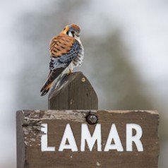 Kestrel on Lamar