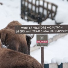 Cautious Bison