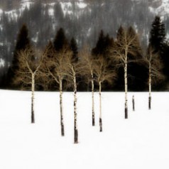 Treeangle