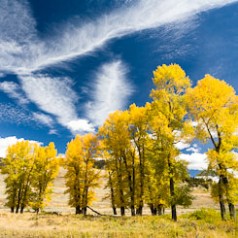Autumn Cottonwood Trees and Clouds