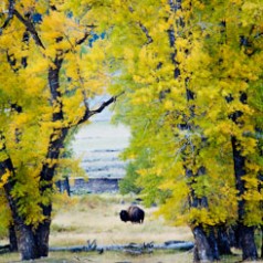 Bison Framed by Cottonwoods