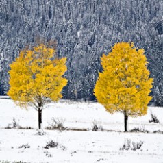 Seasons Collide