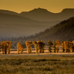 Lamar Valley Cottonwoods