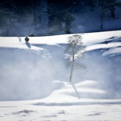 Bison In Gound Blizzard