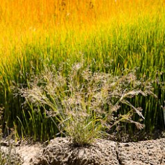 Mud Volcano Grasses