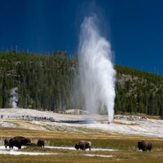 Beehive Geyser and Bison