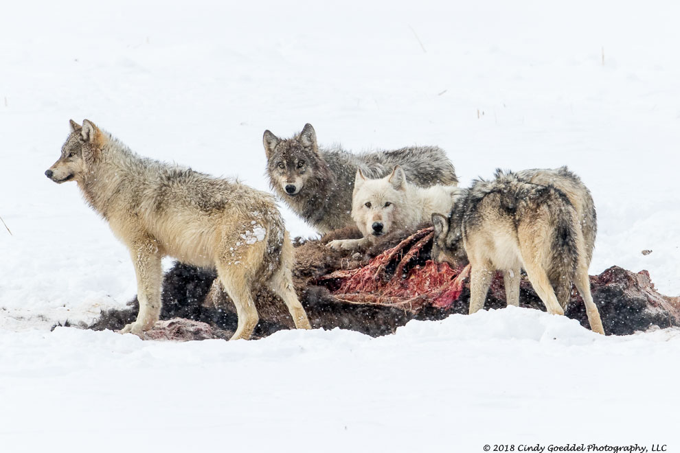 Four wild gray wolves around a bison carcass in winter | Cindy Goeddel ...