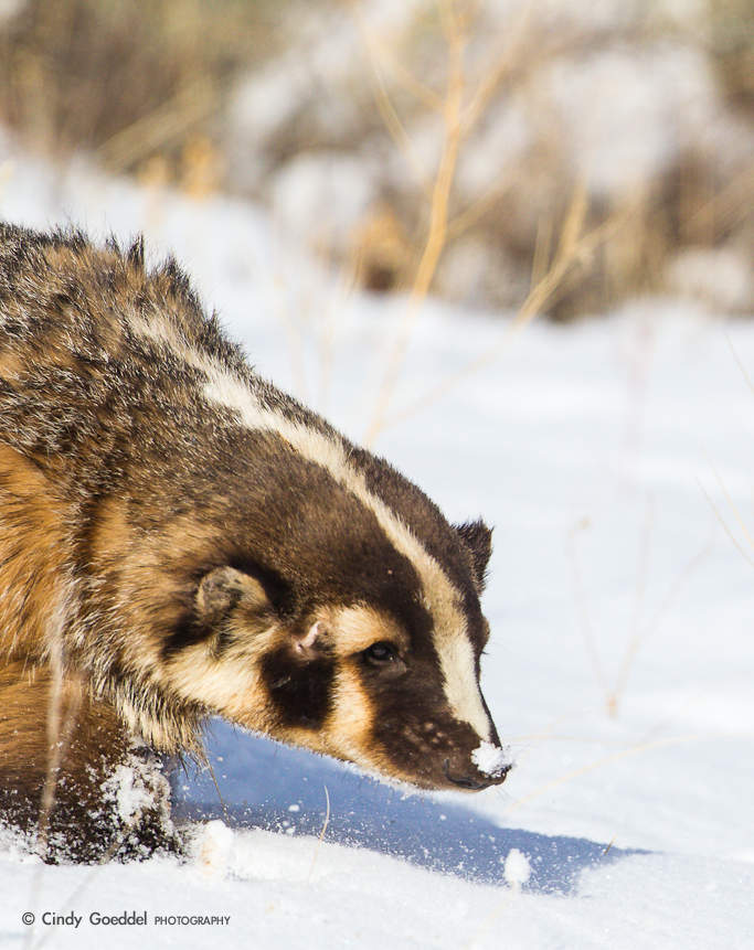 Winter Badger | Cindy Goeddel Photography