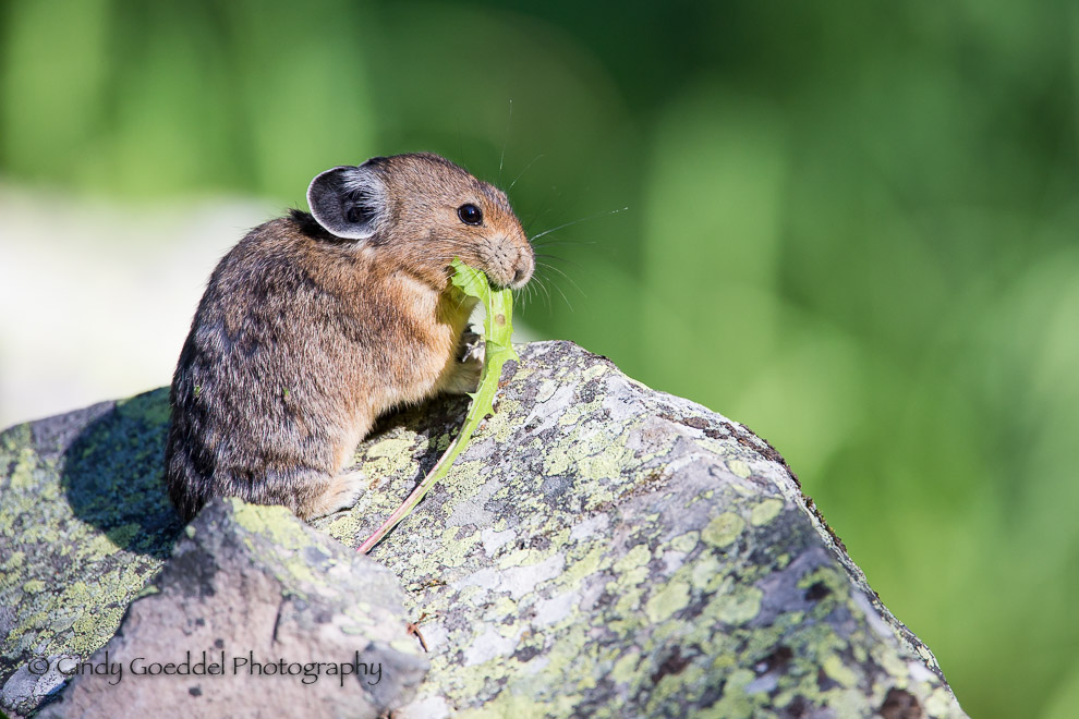 An American Pika eating a dandelion leaf | Goeddel Photography | Cindy ...