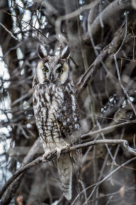 Burrowing Owl | Cindy Goeddel Photography
