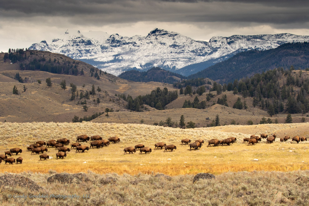 Bison Herd in Fall Grass with Snowy Mountains | Cindy Goeddel ...