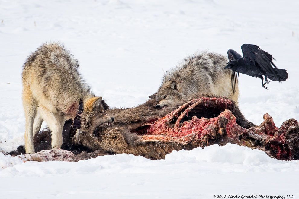 Wild gray wolf eating bison carcass in snowy winter | Cindy Goeddel