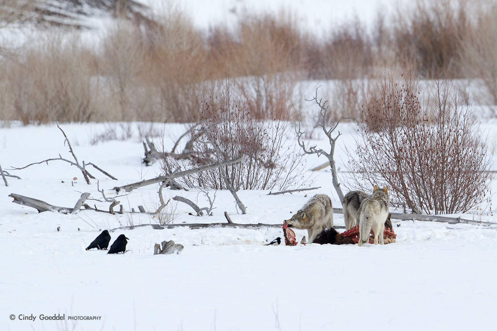 Lamar Canyon Wolf Pack on Bull Elk Kill | Cindy Goeddel Photography, LLC