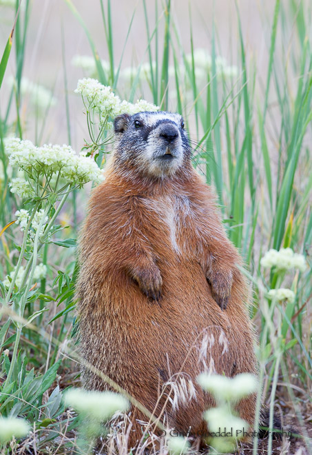 Fat marmot in buckwheat. | Goeddel Photography | Cindy Goeddel ...