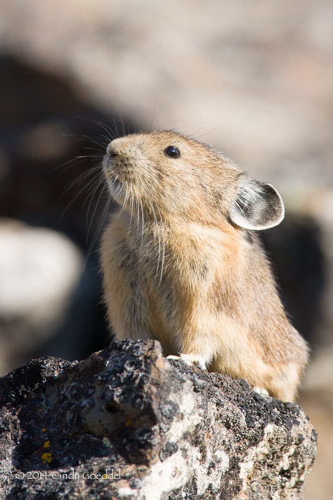 The dimunitive and adorable pika | Cindy Goeddel Photography, LLC