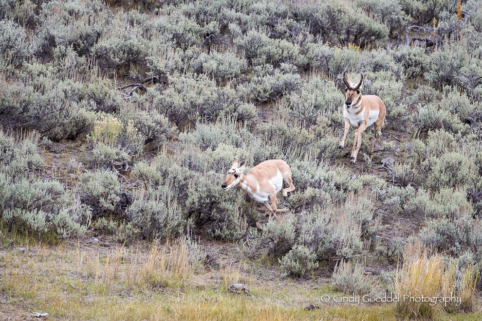 Male female pronghorn running in sage. | Goeddel Photography | Cindy ...