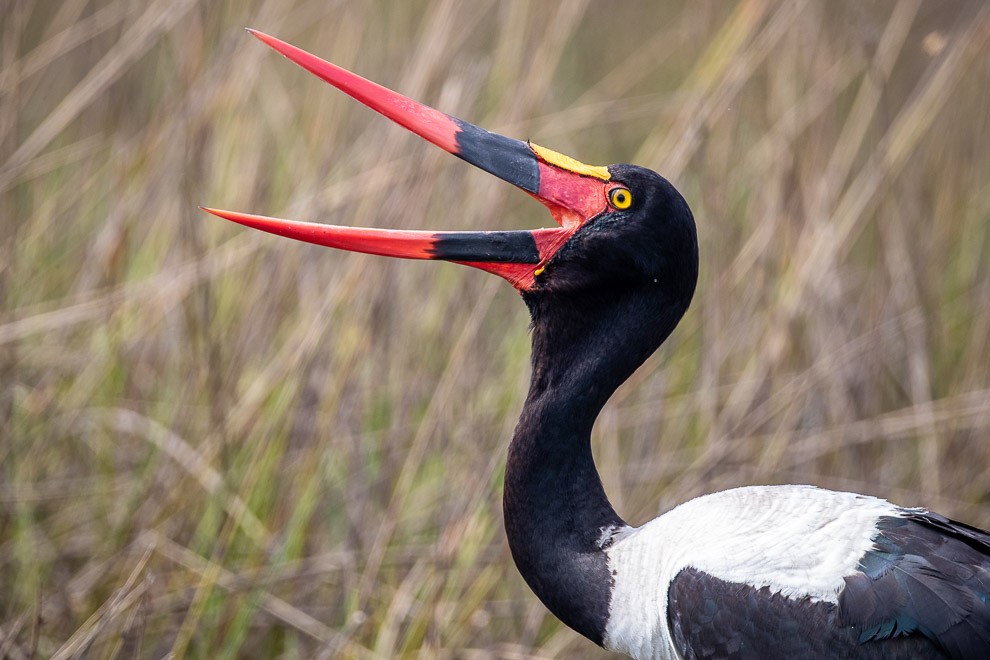 Saddle-billed Stork Portrait