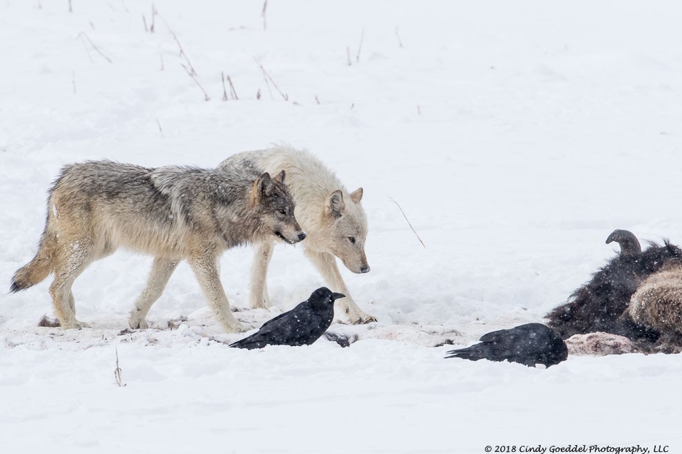 Two wild gray wolves approaching a bison carcass in winter | Cindy ...