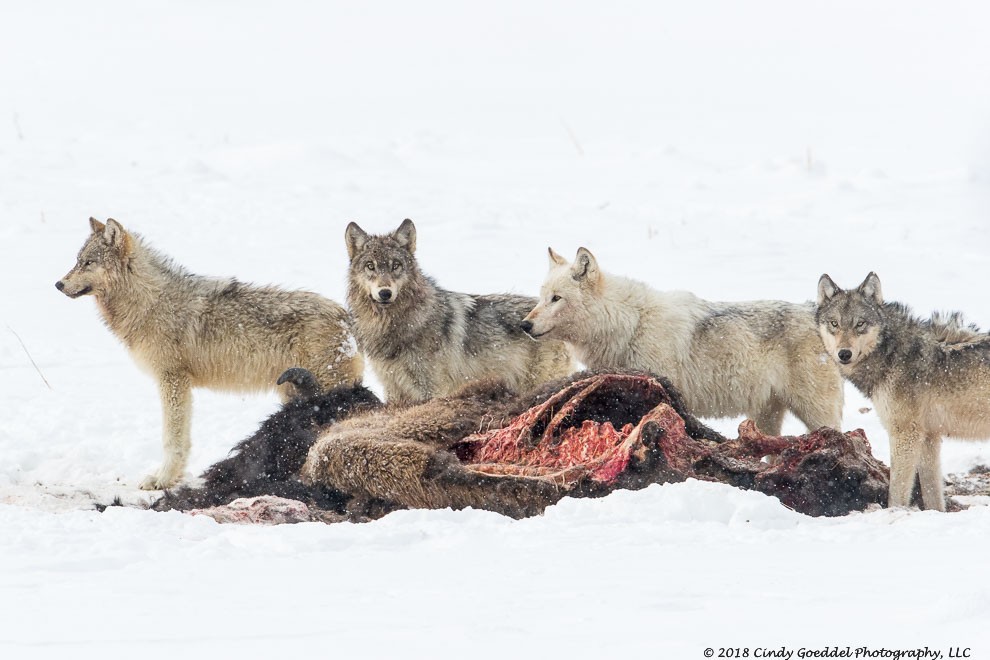 Four wild gray wolves at bison carcass in winter | Cindy Goeddel ...