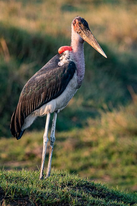 Marabou Stork