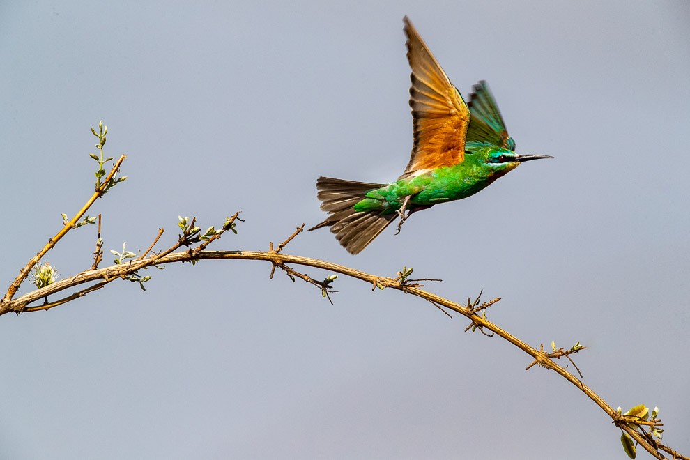 Blue-cheeked Bee-eater