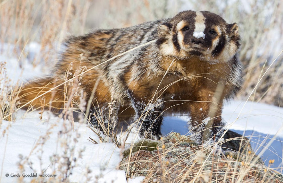 Winter Badger | Cindy Goeddel Photography, LLC