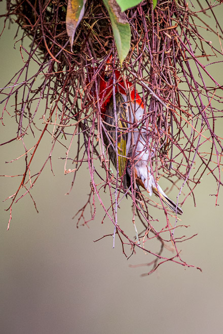 Red-headed Weaver