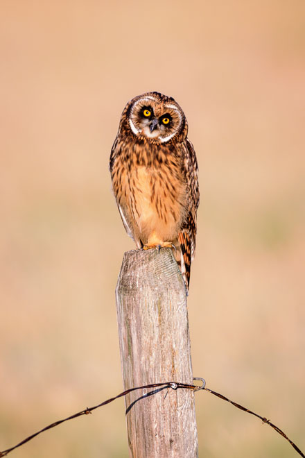 Montana’s Curious Sentinel