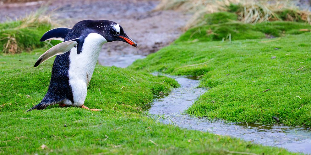 Tuxedo on Turf